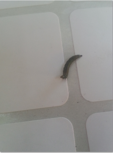 7c783a02891f57eb24352b0118f3ae17.png