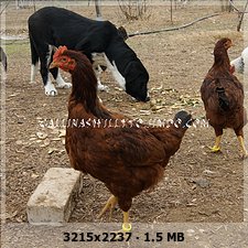 7c9684e4521e196ecc07a1c5f06ed478o.jpg