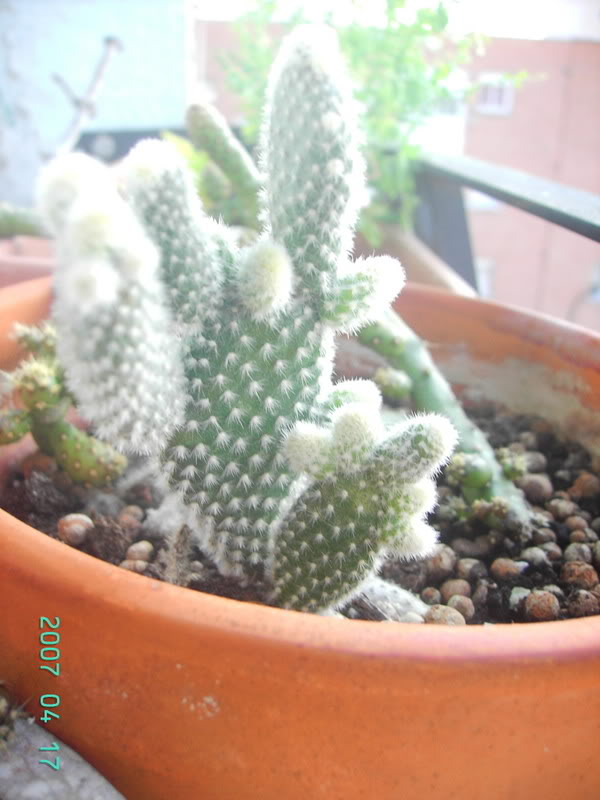 7Cactus2.jpg