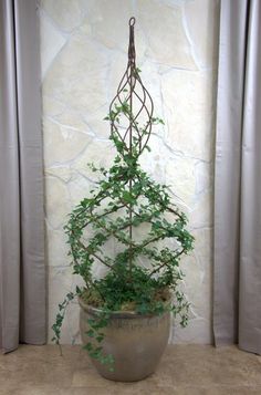 7d364d8f59fb46db26fd5a54d0136258--front-gardens-indoor-plants.jpg