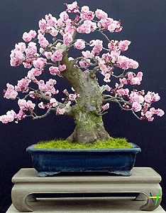 7e06b8c3a6b789435f050368e5c3bec9--bonsai-plants-bonsai-trees.jpg
