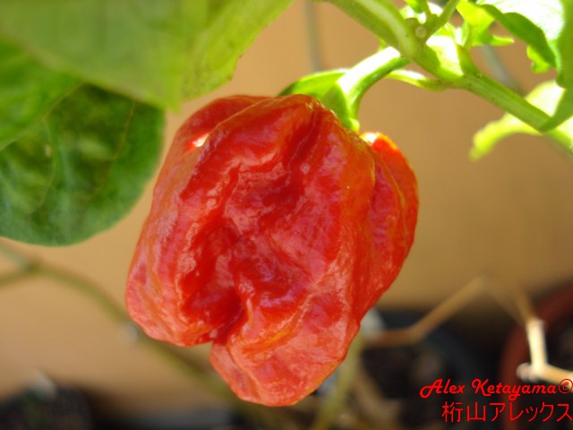 7pod%20%5B640x480%5D.JPG
