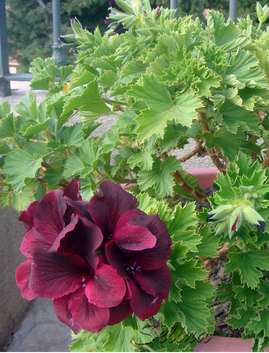 7S7Pelargoniuk9Y.jpg