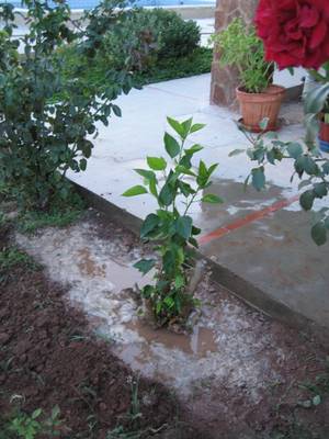 8-10-06_034.jpg