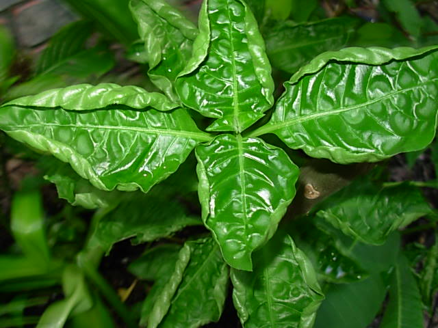 8-16-11a006.jpg