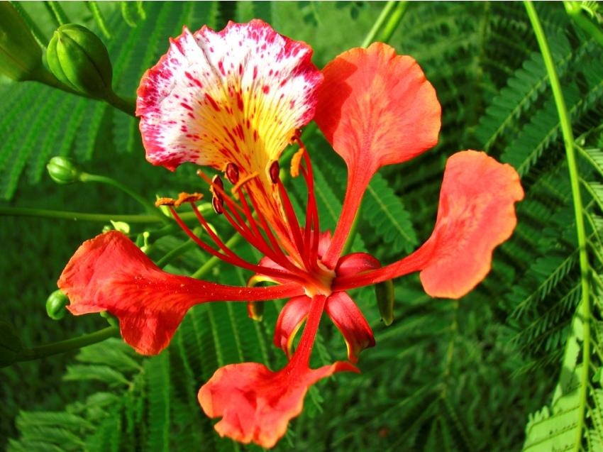 8-semillas-flamboyant-arbol-de-fuego-chivato-delonix-regia-994701-MLA20395683958_082015-F.jpg