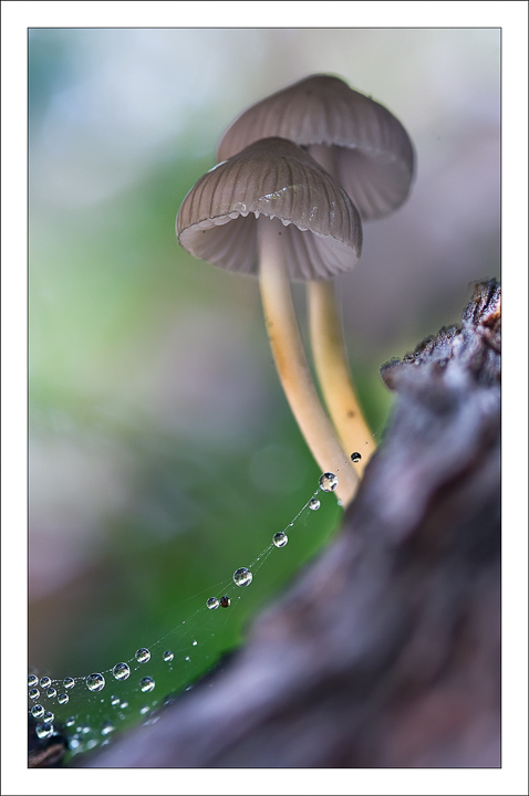8009098-lg.jpg
