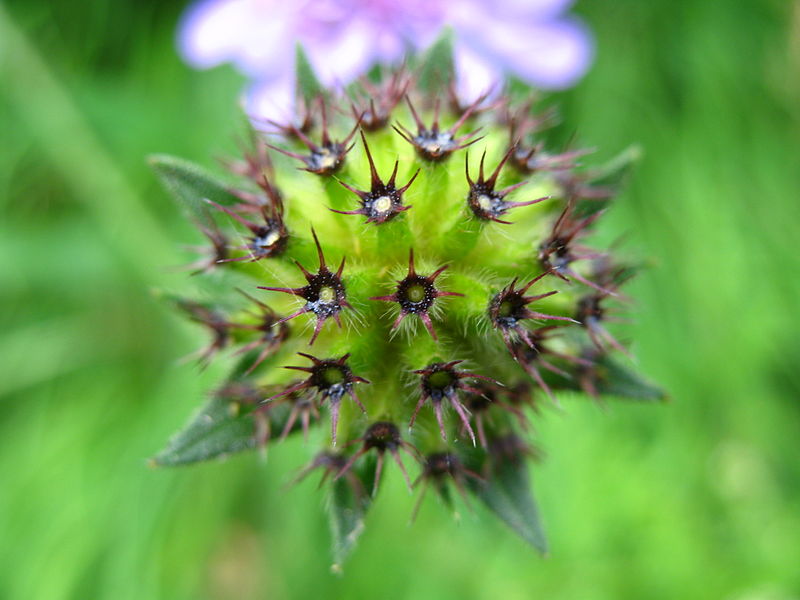 800px-4912_-_M%C3%BCrren-Gimmelwald_-_Flower.JPG