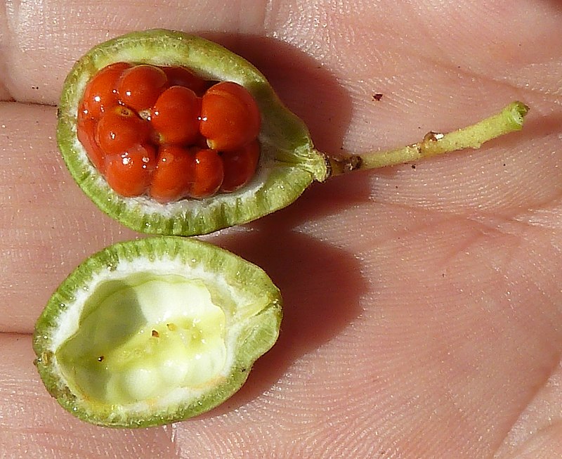800px-Abierto_fruto_P._tobira-1.JPG