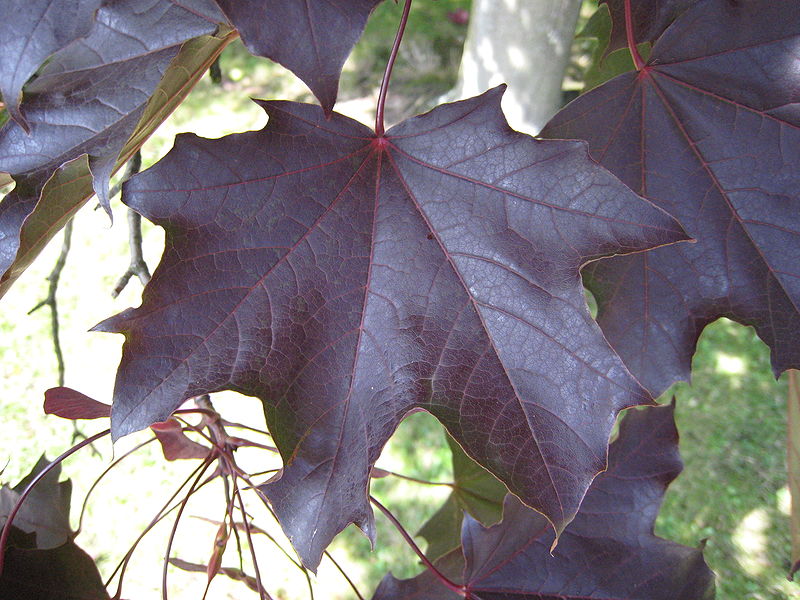 800px-Acer_Platanoides_%27schwedleri%27_leaf.jpg