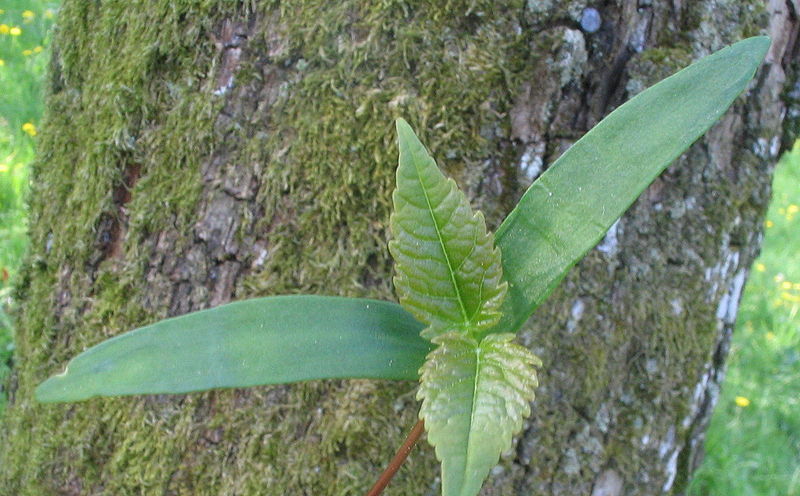 800px-Acer_pseudoplatanus_cotyledons.JPG