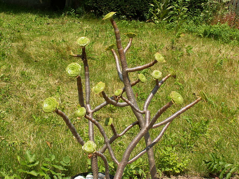 800px-Aeonium_arboreum-PICT3861.jpg