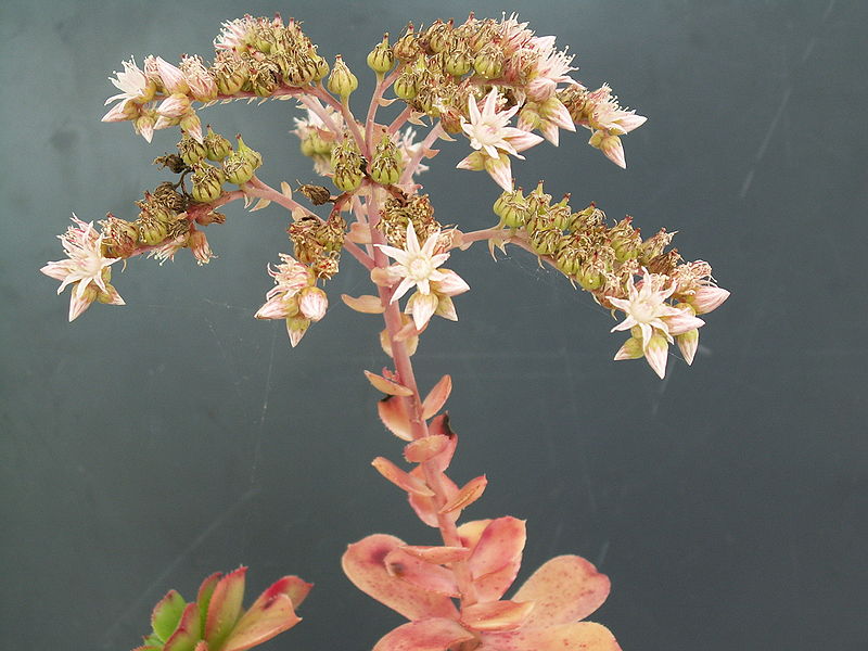 800px-Aeonium_haworthii_PICT3759.jpg