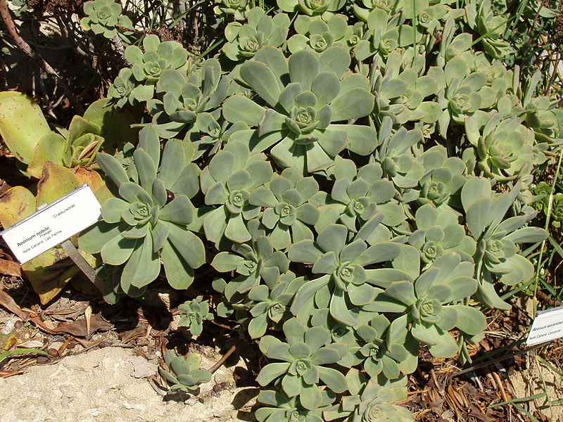 800px-Aeonium_nobile_%28Villa_Hanbury%2C_Italy%29.JPG