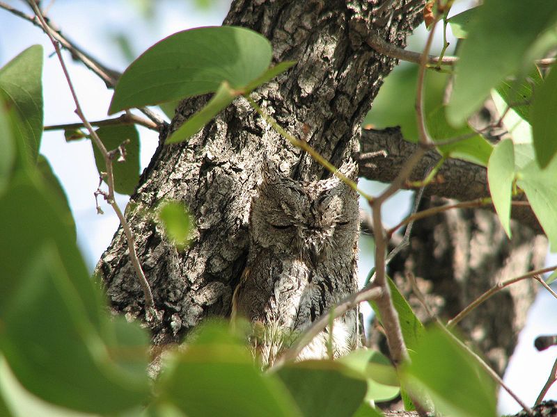 800px-African_Scops_owl.jpg