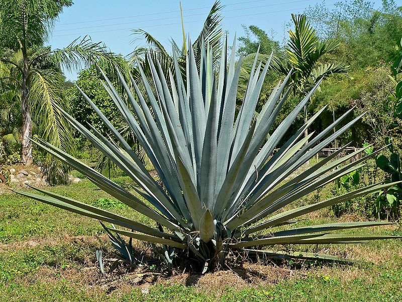 800px-Agave_tequilana_1.jpg