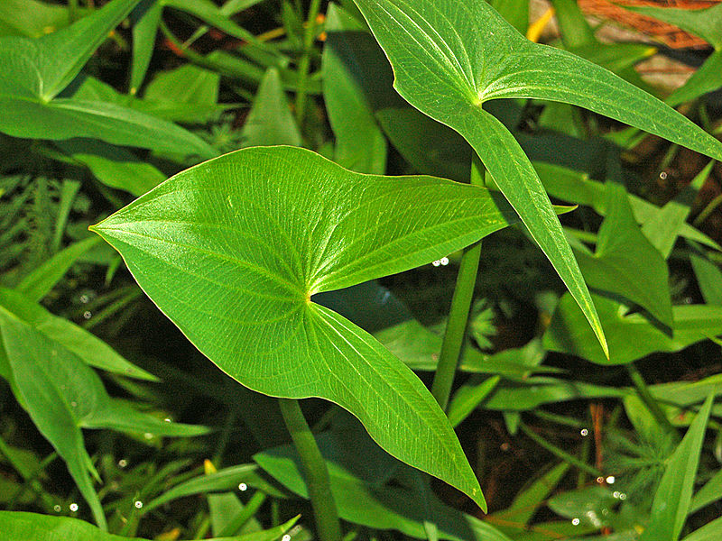 800px-Alismataceae_-_Sagittaria_montevidensis.JPG