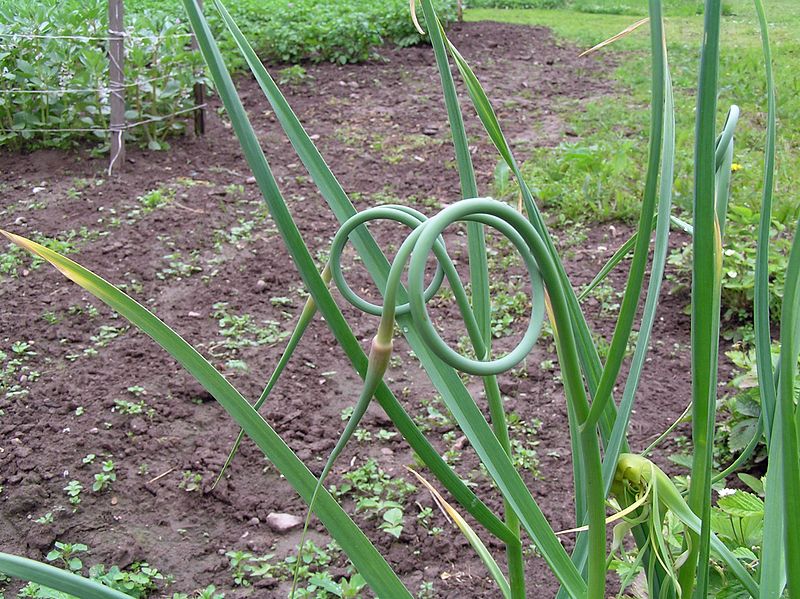 800px-Allium_sativum_harilik_kyyslauk_estonia.JPG