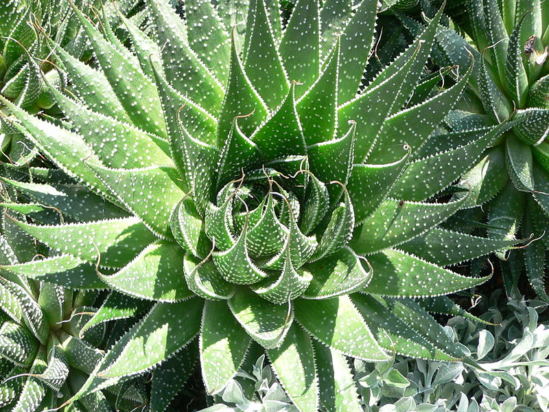 800px-Aloe_aristata.jpg