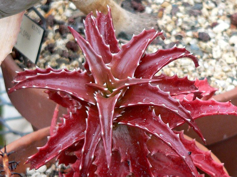 800px-Aloe_dorotheae_1.jpg