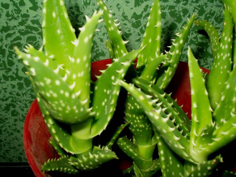 800px-Aloe_squarrosa_front.jpg