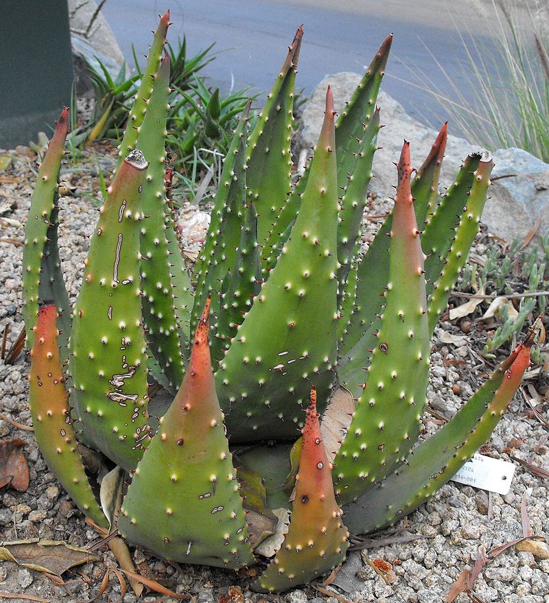 800px-Aloeaculeata.jpg