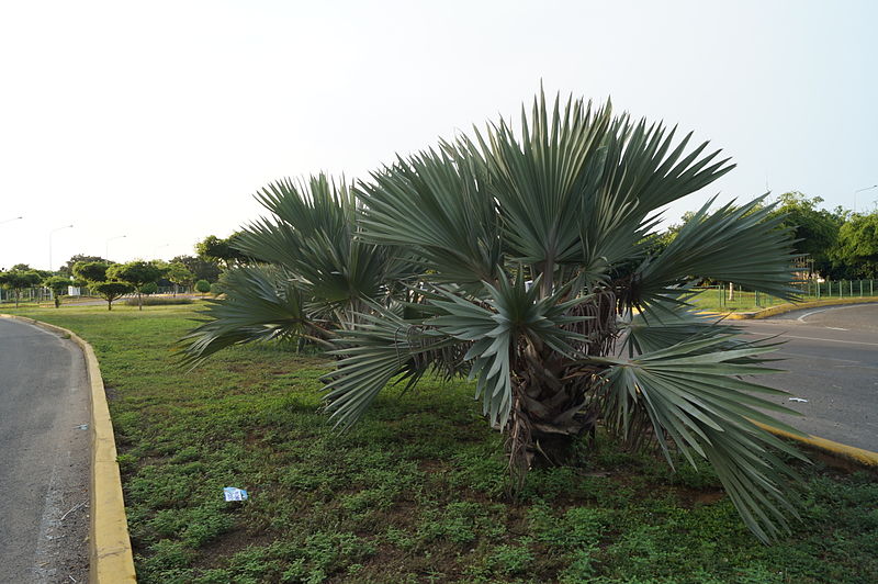 800px-Arbol.JPG