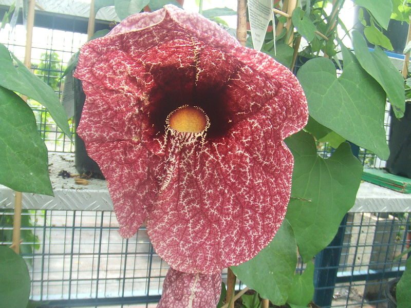 800px-Aristolochia_gigantea10.jpg