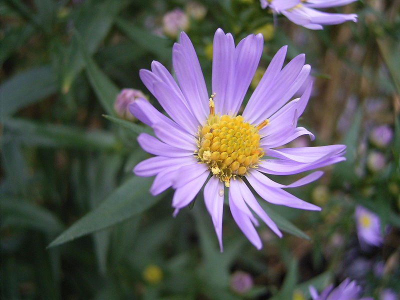 800px-AsterNovi-belgii-flower-1mb.jpg