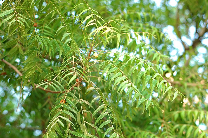 800px-Azadirachta_Indica.JPG