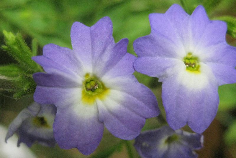 800px-Browallia_americana_closeup.jpg