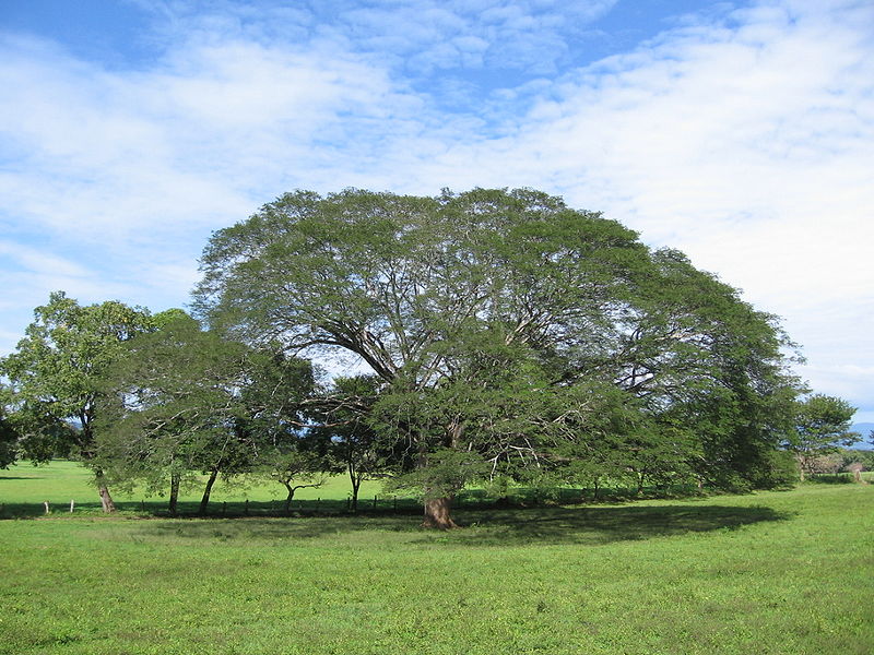 800px-%C3%81rbol_de_Guancaste.jpg