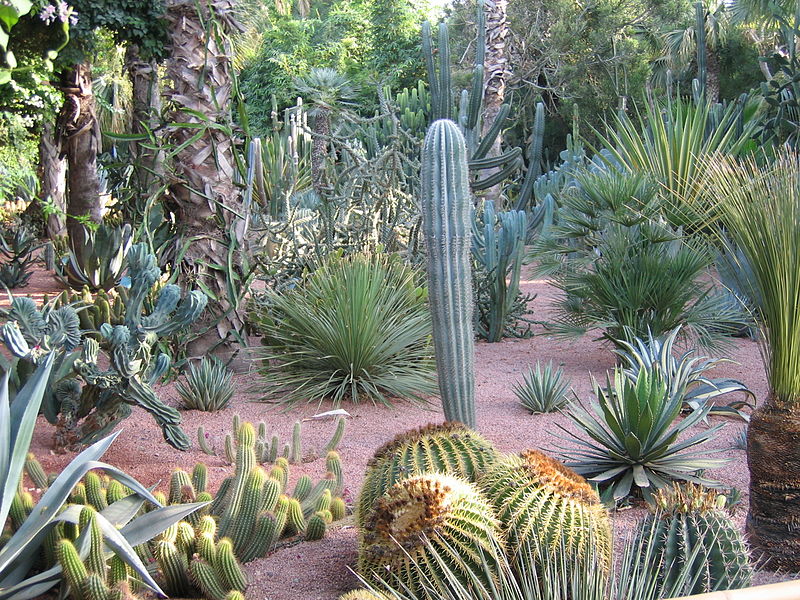 800px-Cactii_Majorel_Gardens.JPG
