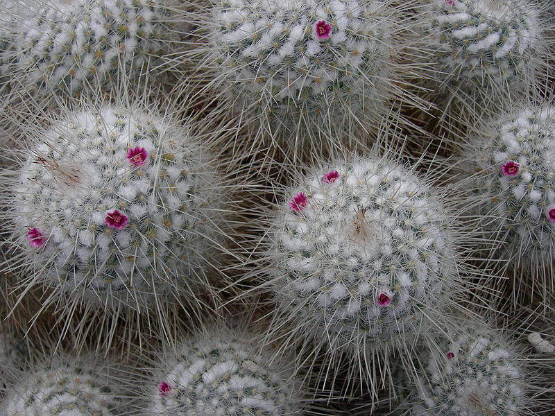 800px-Cactus_in_Volunteer_Park_Conservatory_01.jpg