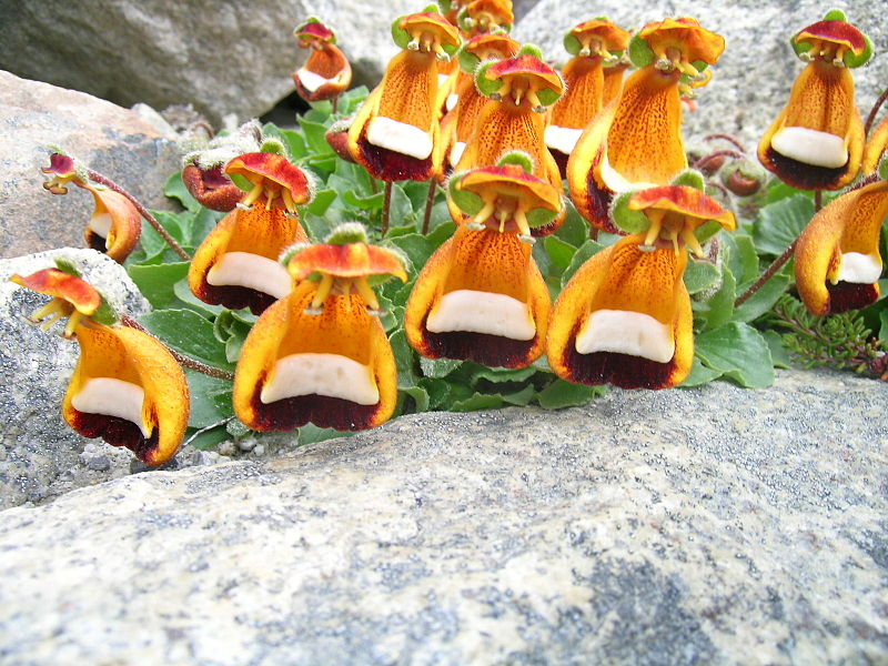 800px-Calceolaria_uniflora.JPG