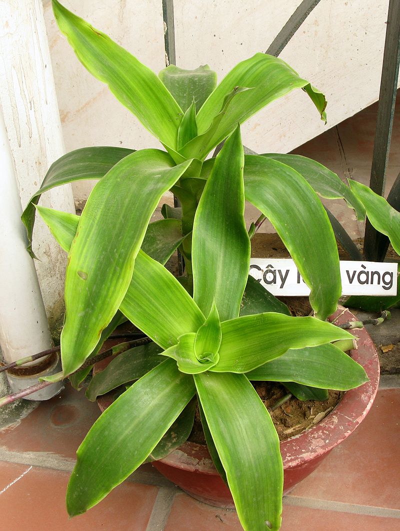 800px-Callisia_fragrans_-_Luoc_vang.jpg