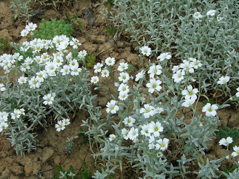 800px-Cerastium_tomentosum_a1.jpg