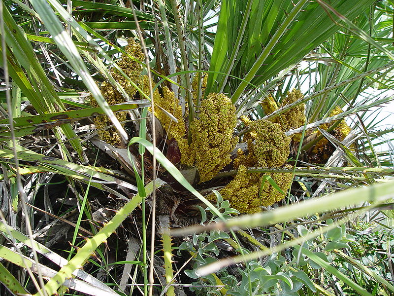 800px-Chamaerops_humilis.jpg