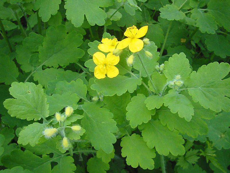 800px-Chelidonium_majus_bgiu.jpg