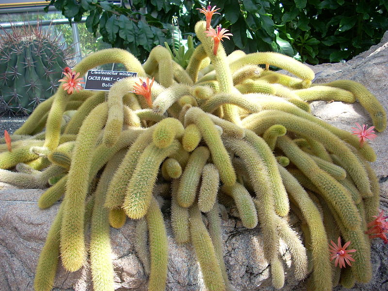 800px-Cleistocactus_Winteri_at_USBG.jpg