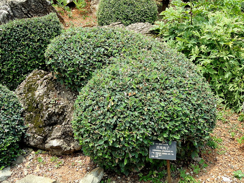 800px-Cotoneaster_franchetii_-_Kunming_Botanical_Garden_-_DSC03040.JPG