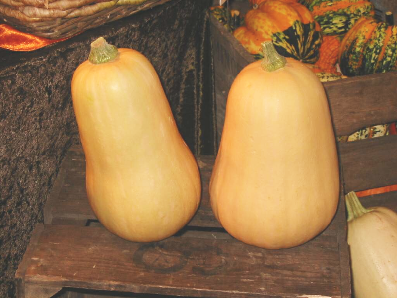 800px-Cucurbita_moschata_Butternut.png