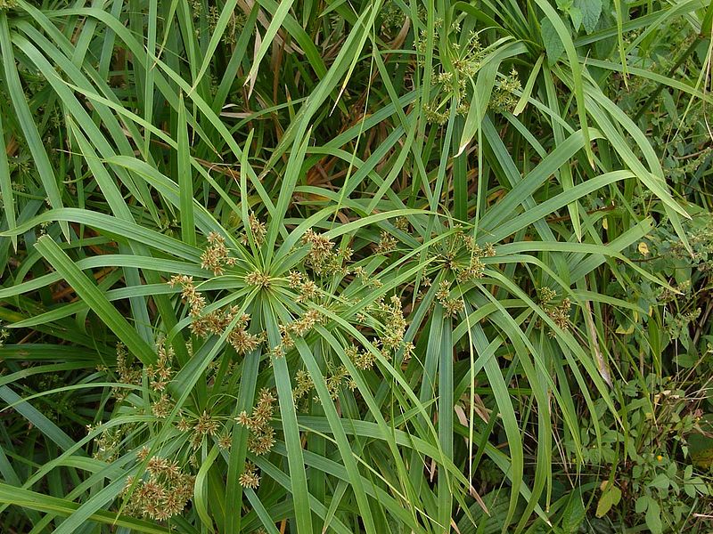 800px-Cyperus_alternifolius.jpg
