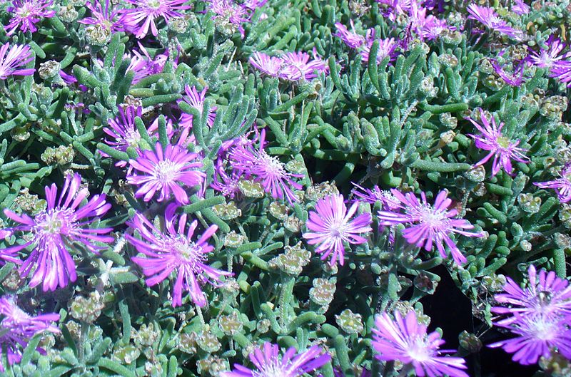 800px-Delosperma_cooperi_plant.JPG