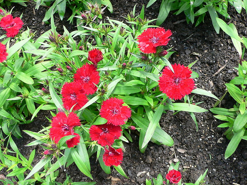 800px-Dianthus_chinensis.jpg