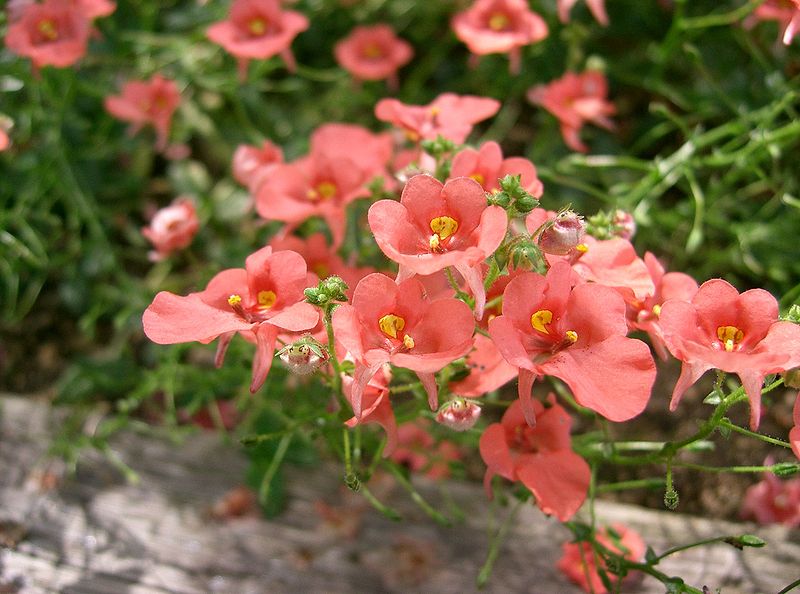 800px-Diascia_'Coral_Belle'2.jpg