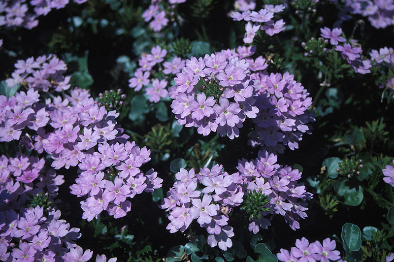 800px-Dichondra_Silver_Falls.jpg
