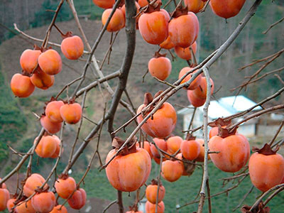 800px-diospyros_kaki-9.jpg