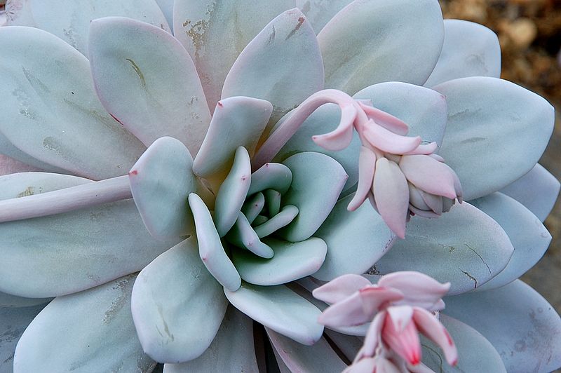 800px-Echeveria_lavi_fg01.JPG