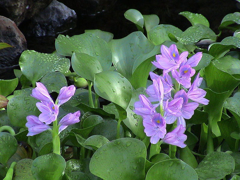 800px-Eichhornia_crassipes_A.jpg